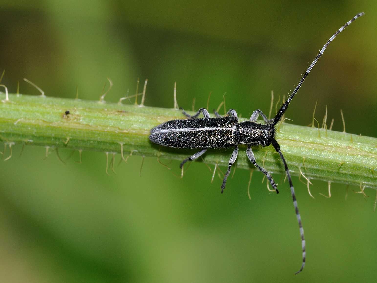 Cerambycidae - Agapanthia sp. ( suturalis ? )